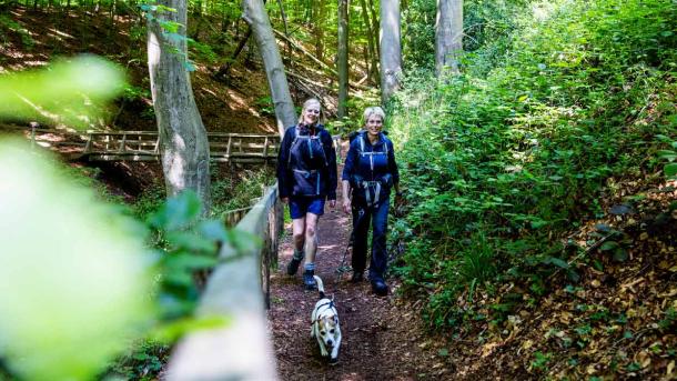 Vandrere med hund i Kollund Skov på Gendarmstien