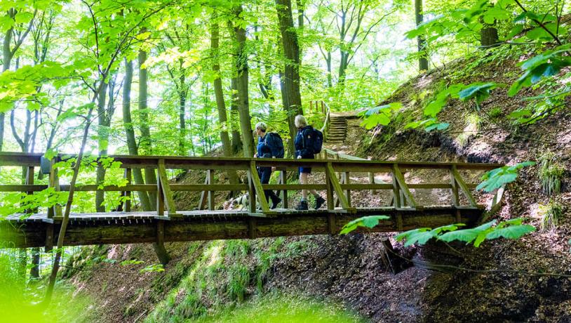 Wanderung auf dem Gendarmenpfad über die Brücke im Kollund Wald